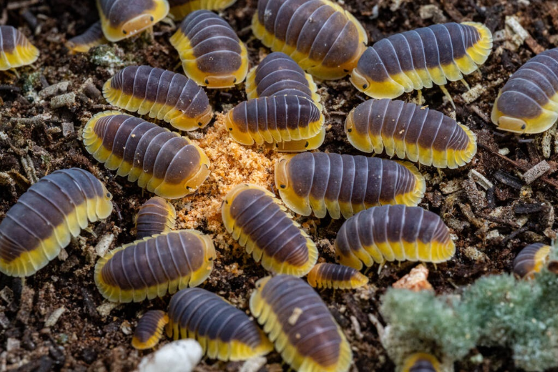 Common Bugs In Tennessee Atlus Pest Solutions